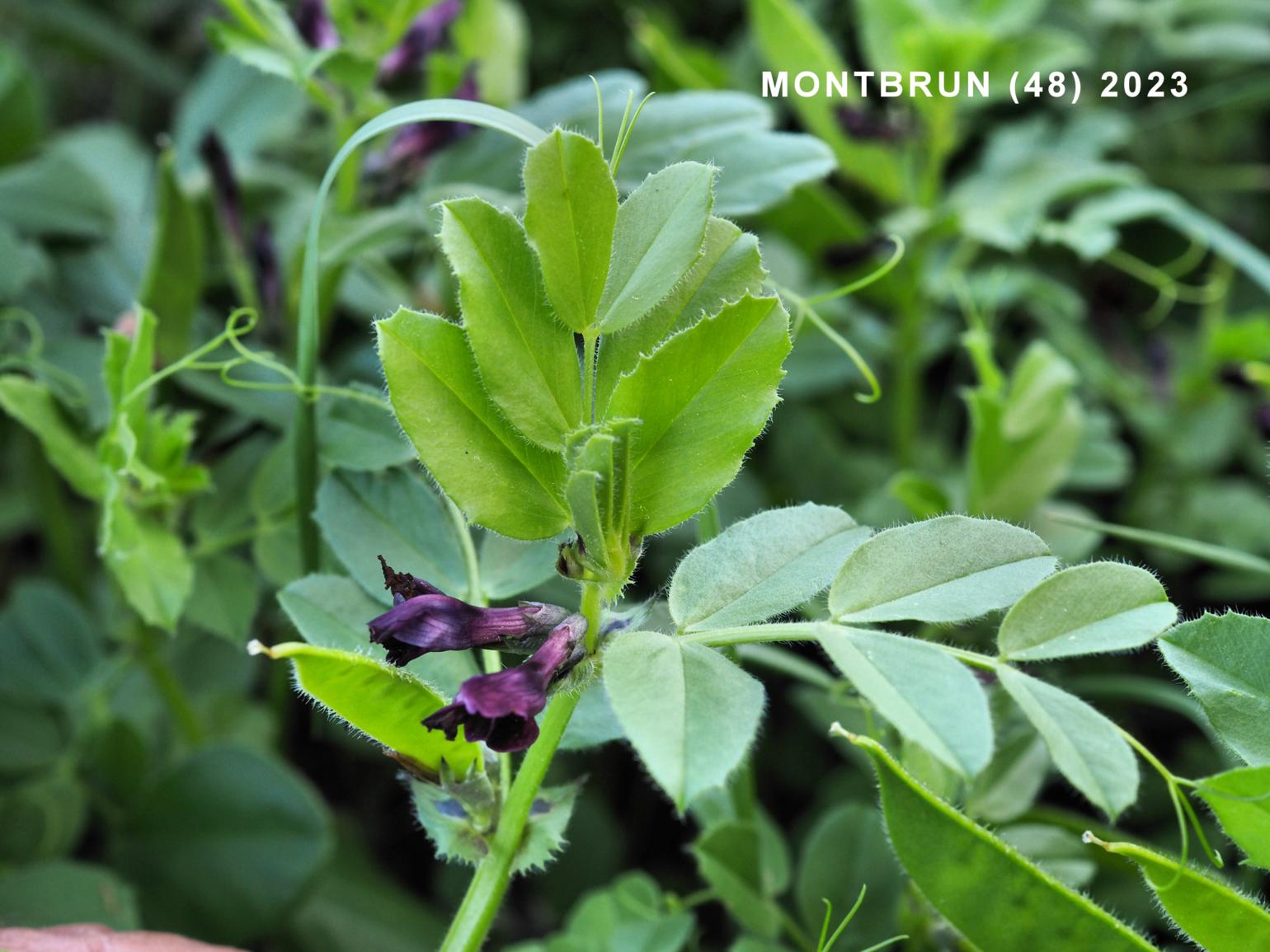 Vetch, Toothed